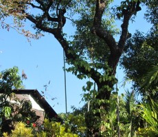 Village vegetation