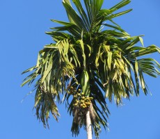 Beetle nut tree, the basis of the village economy