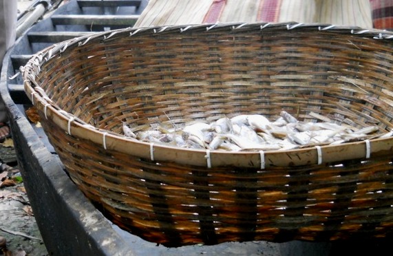 bamboo basketery used to store fish