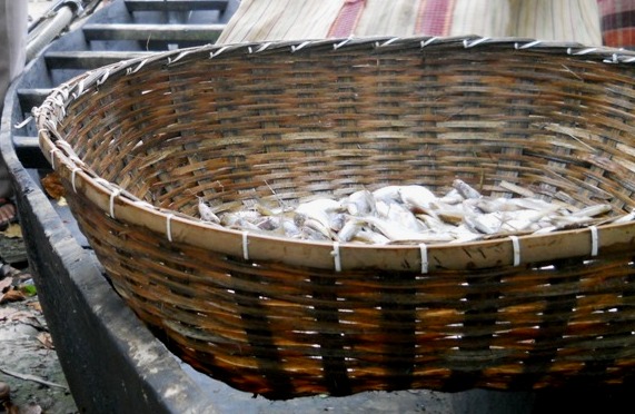 bamboo basketery used to store fish