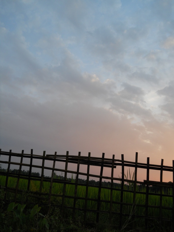 bamboo fencing