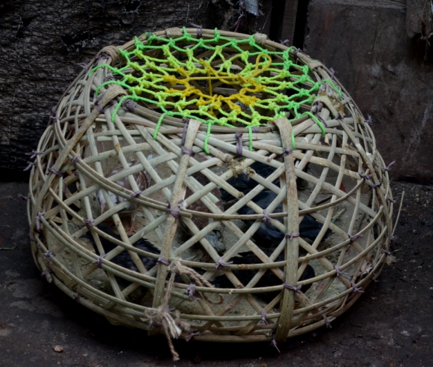 bamboo containers carrying piegeon