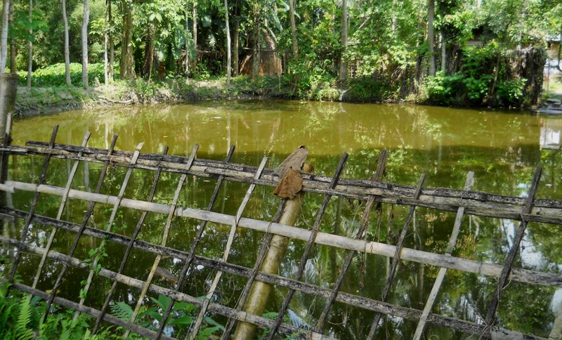 a bamboo fence
